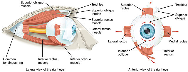The muscles of the eyeball. Image from Wikimedia Commons. 