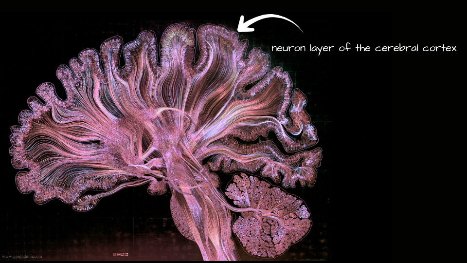 Human brain illustration showing neuron layer of the cerebral cortex
