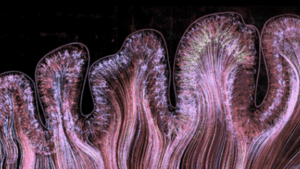 “Close-up artistic illustration of the human cerebral cortex, showing pink and purple neuron fibres fanning through the folds of the brain.