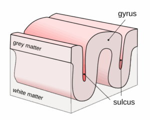 A drawing of brain folds.
